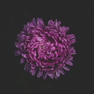 Lavender Mist