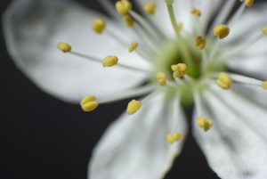Saffron Bloom