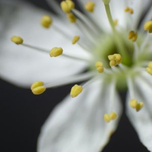 Saffron Bloom